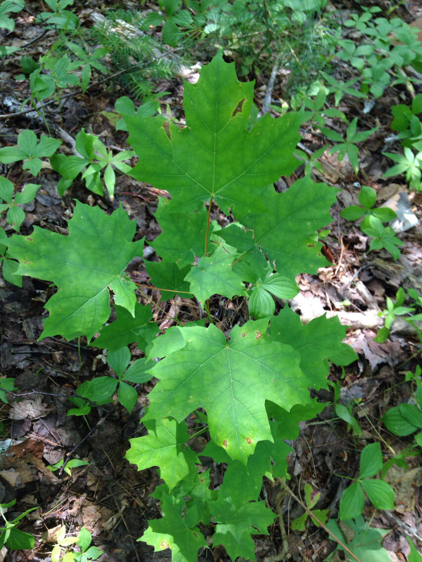 Image of sugar maple