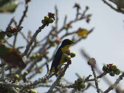 Image of Yellow-throated Euphonia