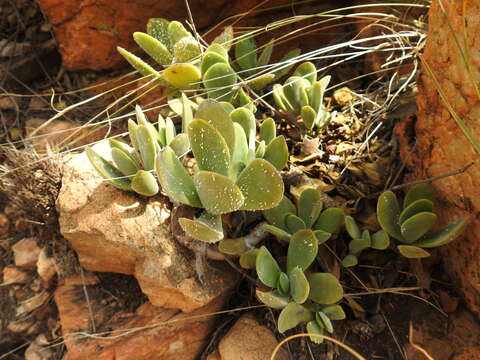 Image of Crassula swaziensis Schönl.