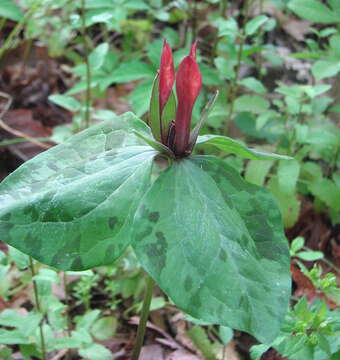 Слика од Trillium maculatum Raf.