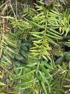 Imagem de Podocarpus glomeratus D. Don