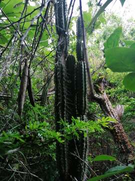 Imagem de Pilosocereus collinsii (Britton & Rose) Byles & G. D. Rowley