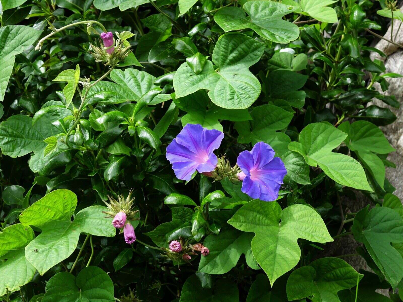 Sivun Ipomoea indica (J. Burman) Merr. kuva