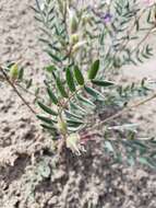 Image of Oxytropis kobukensis