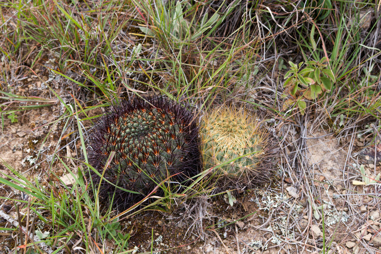 Image of Rebutia steinbachii subsp. tiraquensis (Cárdenas) D. R. Hunt