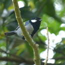 Image of Parus minor nigriloris Hellmayr 1900