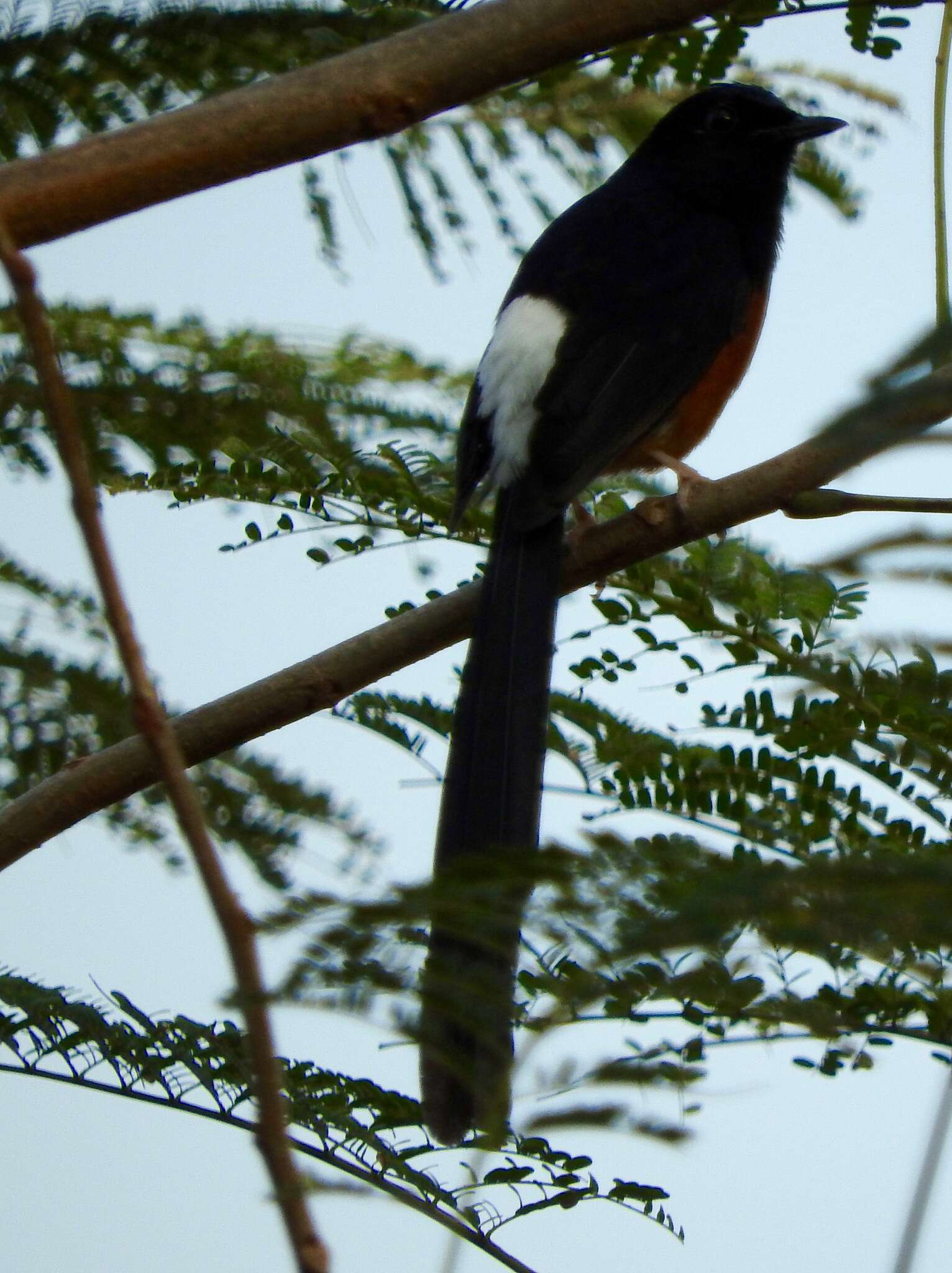 Image of White-rumped Shama