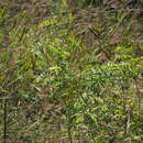 Image of South African hoarypea
