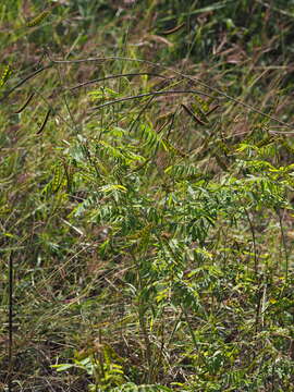 Image of South African hoarypea
