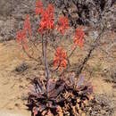 Plancia ëd Aloe mudenensis Reynolds