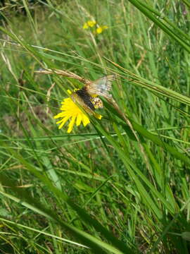 Euphydryas aurinia provincialis (Boisduval 1828)的圖片