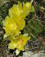 Image of Grassland Pricklypear