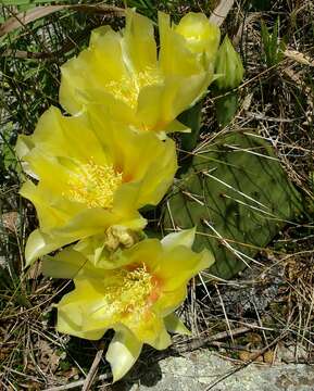 Image of Grassland Pricklypear