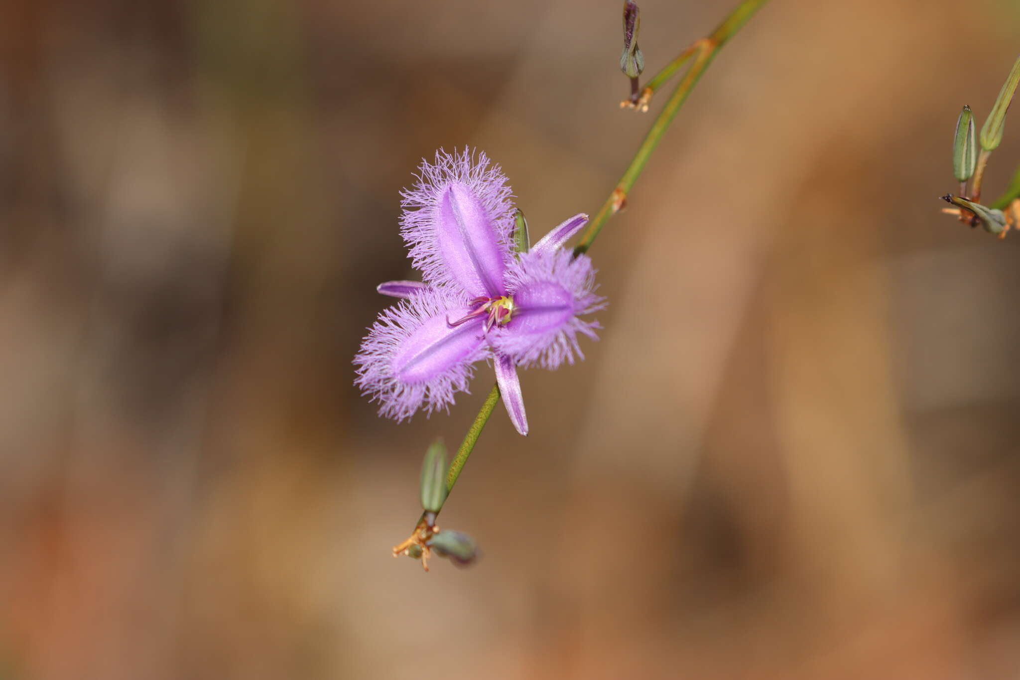 Слика од Thysanotus racemoides Sirisena, T. D. Macfarl. & Conran