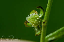 Image de Plagiobothrys hystriculus (Piper) I. M. Johnst.