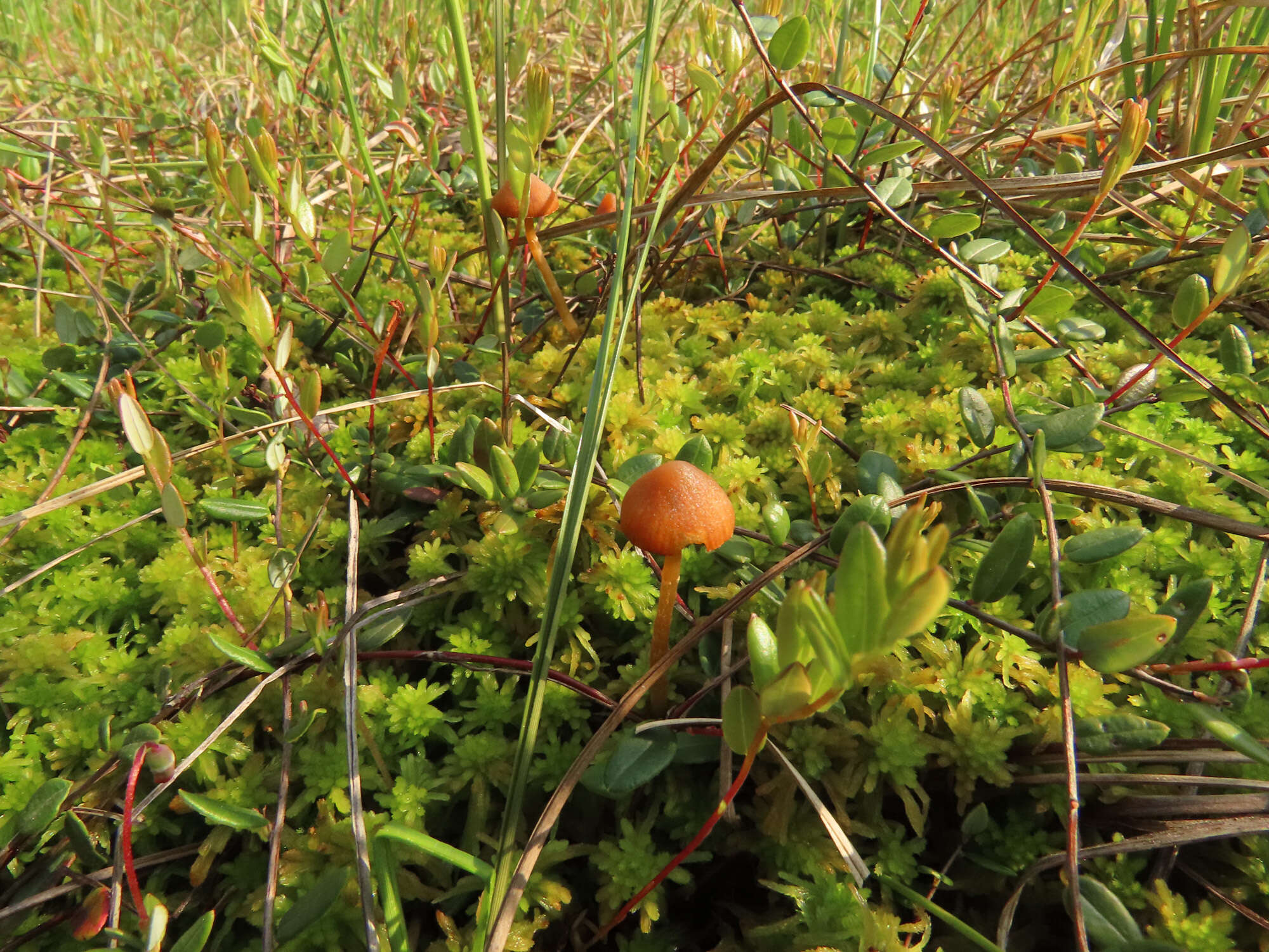 Image of Galerina paludosa (Fr.) Kühner 1935