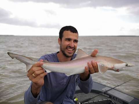 Image of Australian Sharpnose Shark