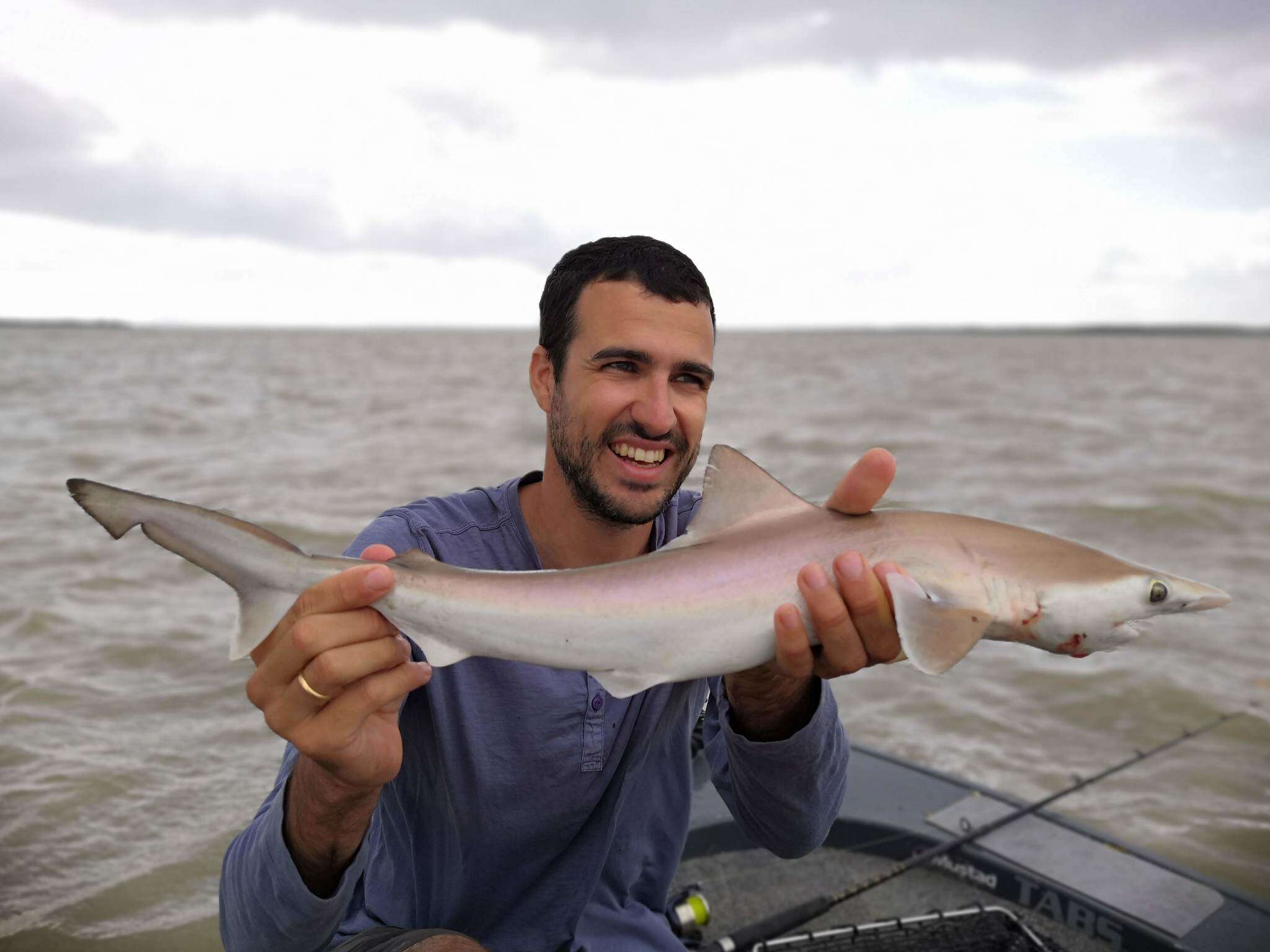 Image of Australian Sharpnose Shark