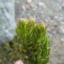 Image of Senecio bipontinii Wedd.