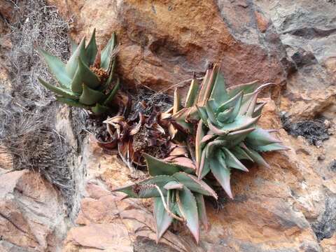 Слика од Aloe perfoliata L.