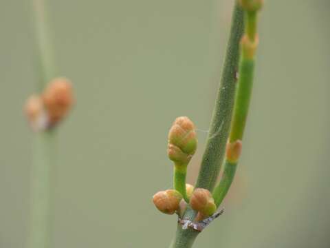 Image of Ephedra distachya subsp. helvetica (C. A. Mey.) Asch. & Graebn.