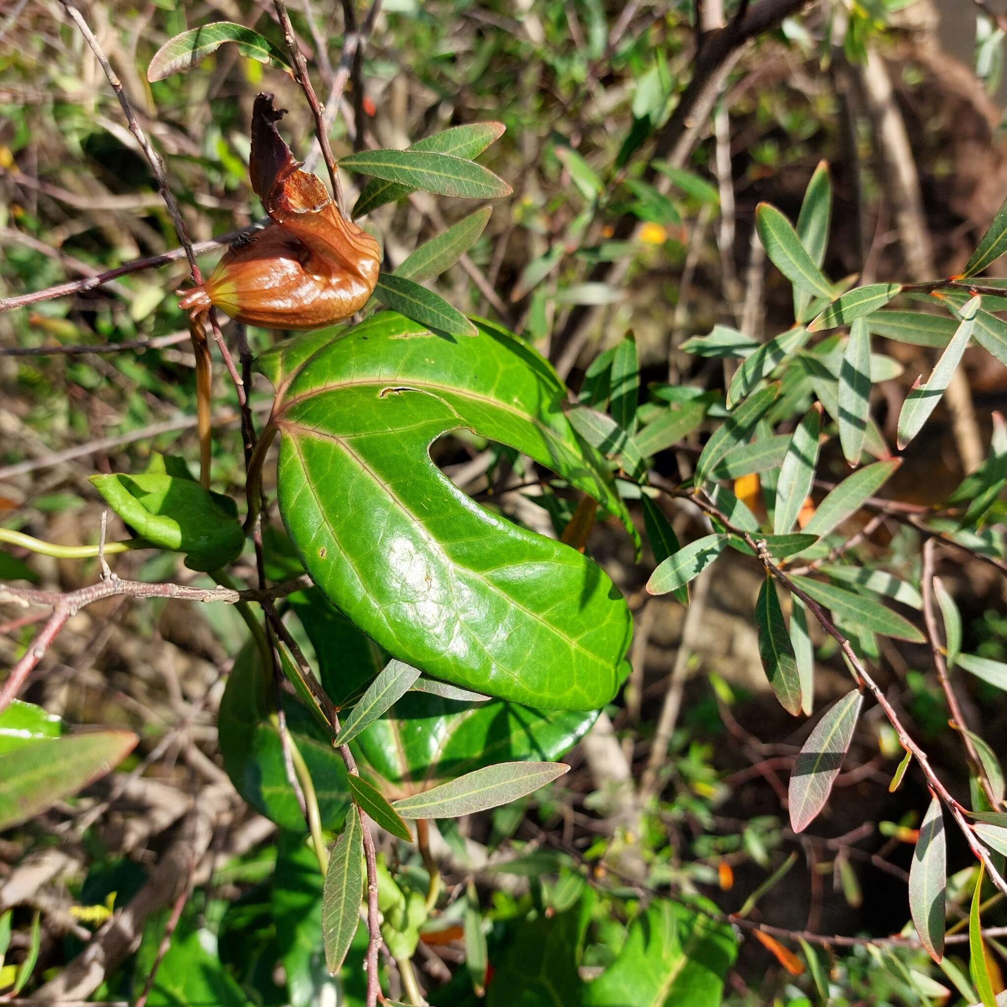 Image of Aristolochia macroura Gomez