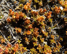 Image of Veronica densifolia F. Muell.