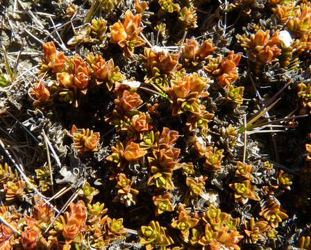 Image of Veronica densifolia F. Muell.