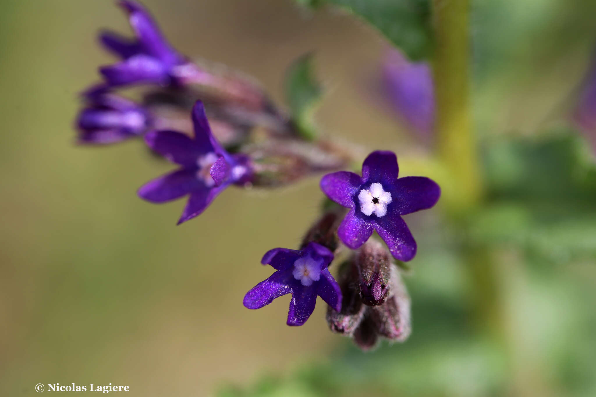 Anchusa hybrida Ten.的圖片