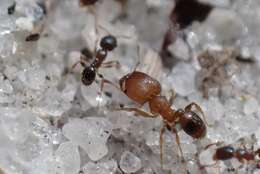 Image of Pheidole metallescens Emery 1895