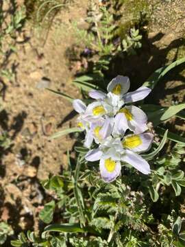 Plancia ëd Moraea falcifolia Klatt