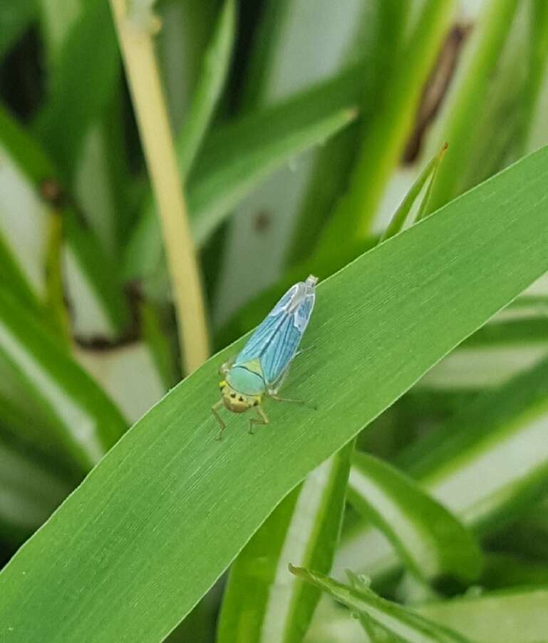 大青葉蟬的圖片