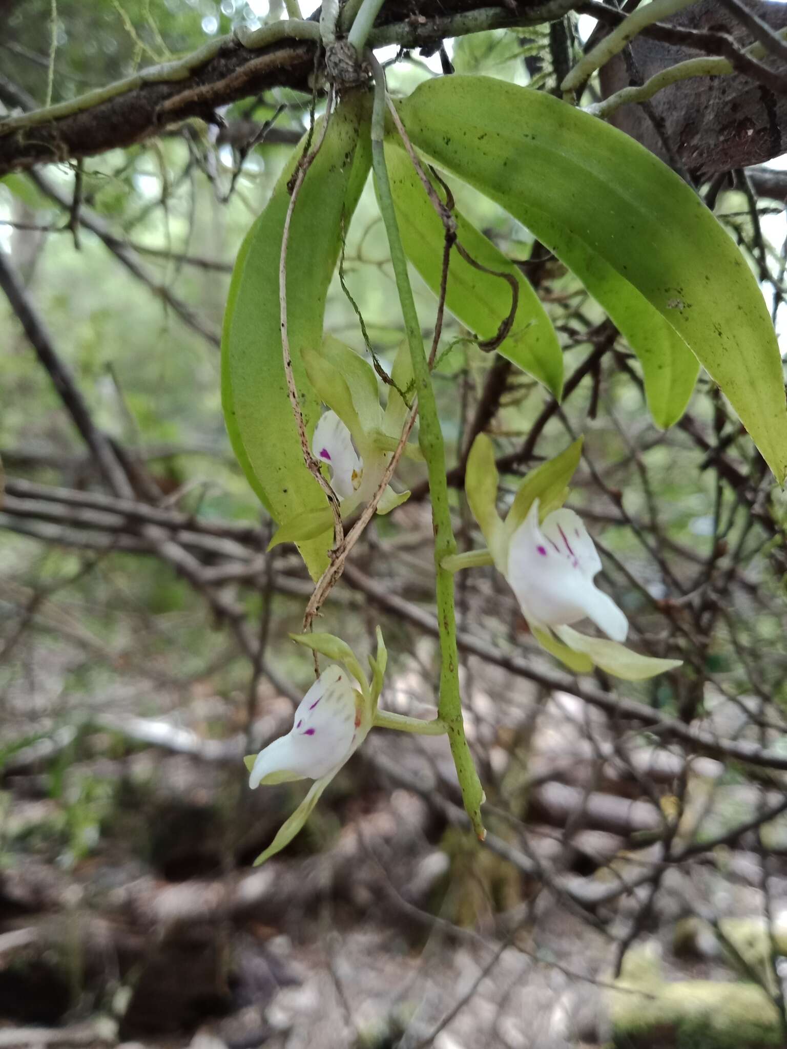 Image of Butterfly orchid