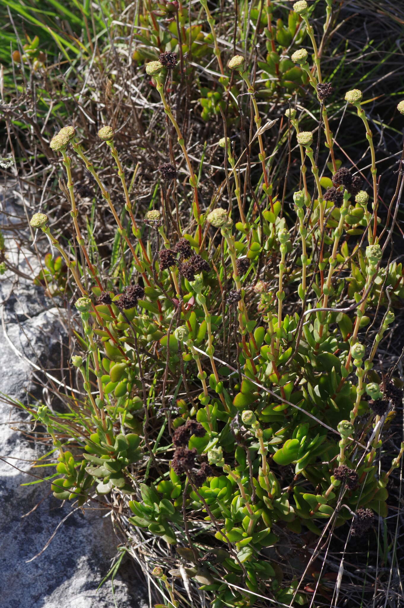 Image of Crassula latibracteata Tölken