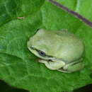 華西雨蛙的圖片