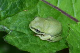 Image of Hyla annectans (Jerdon 1870)