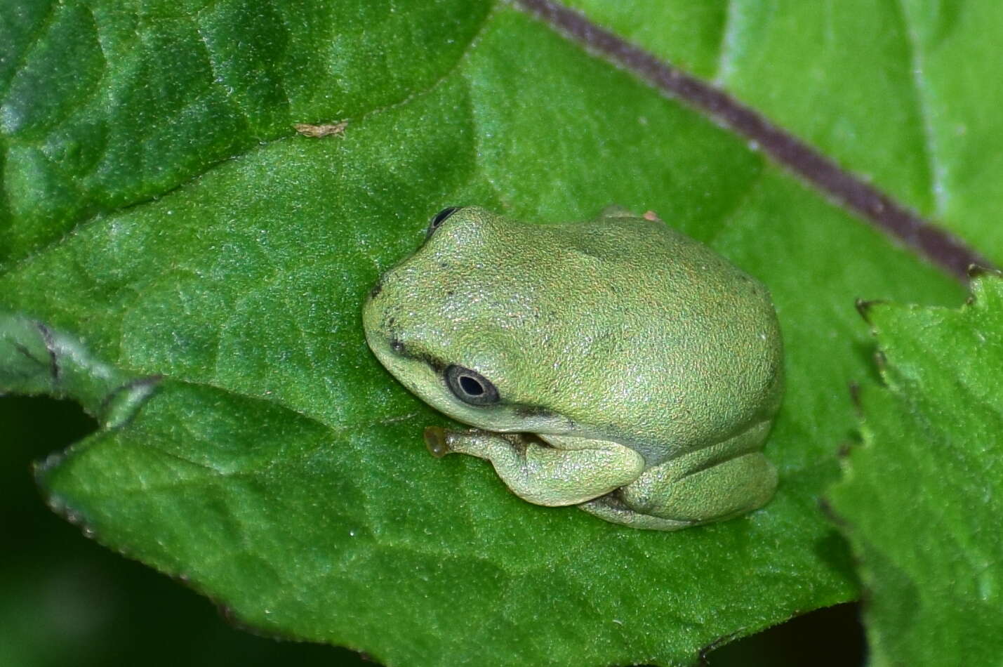 صورة Hyla annectans (Jerdon 1870)