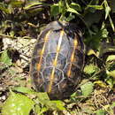 Image of Three-keeled Asian turtle