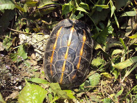 Imagem de Melanochelys tricarinata (Blyth 1856)