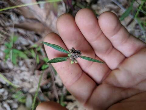 Image of hoary frostweed