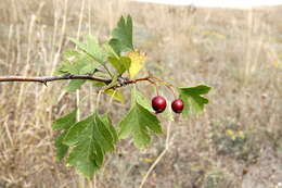 Image of Crataegus karadaghensis Pojark.