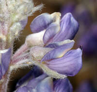 Imagem de Lupinus argenteus var. palmeri (S. Watson) Barneby