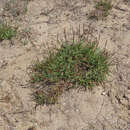 Image of Plantago crassifolia Forsskál