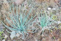 Imagem de Albuca namaquensis Baker