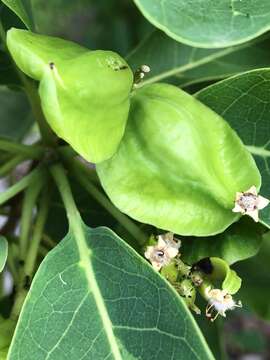 Image de Terminalia porphyrocarpa F. Müll. ex Benth.