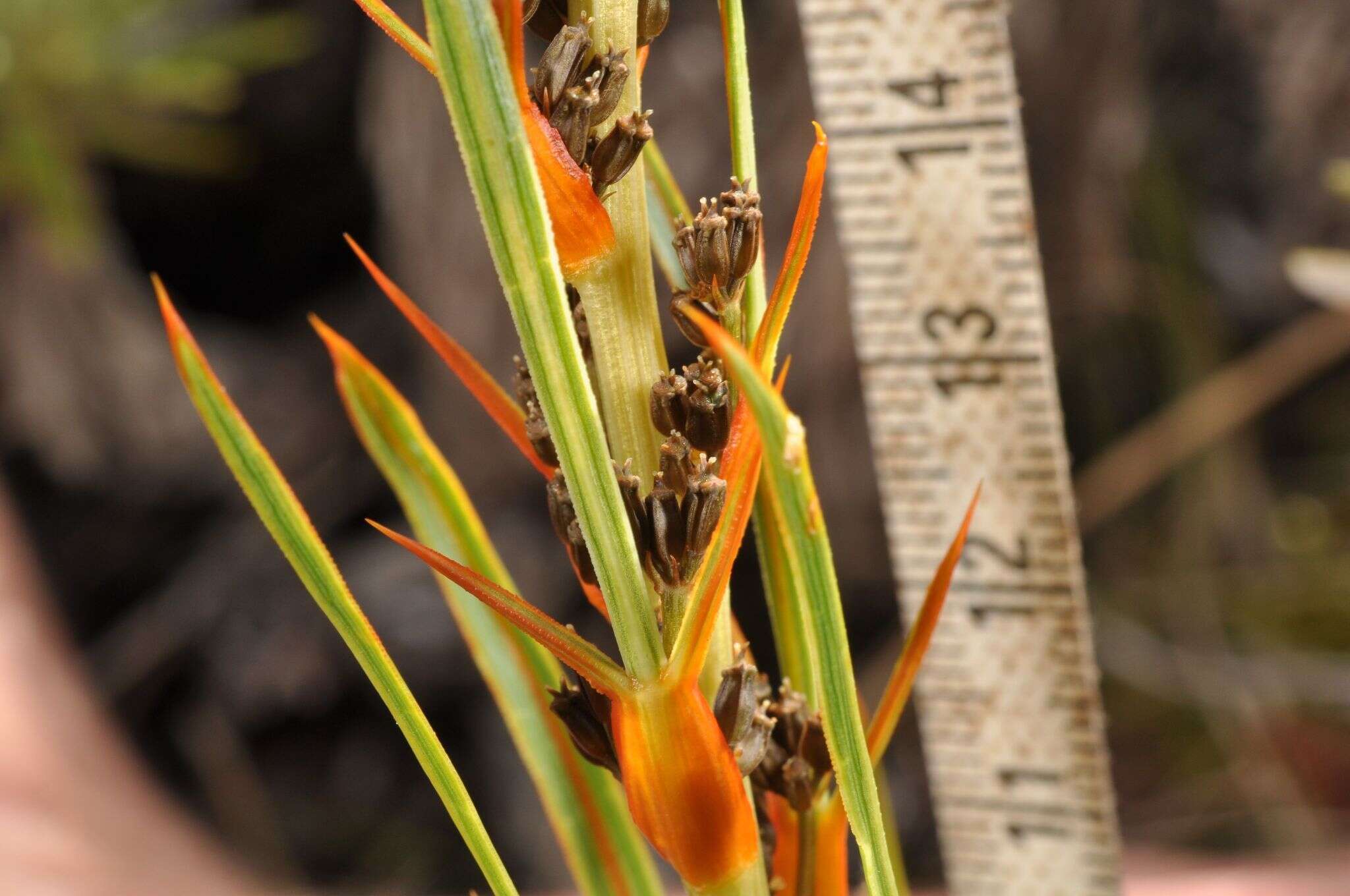 Image of Aciphylla crenulata Armst.