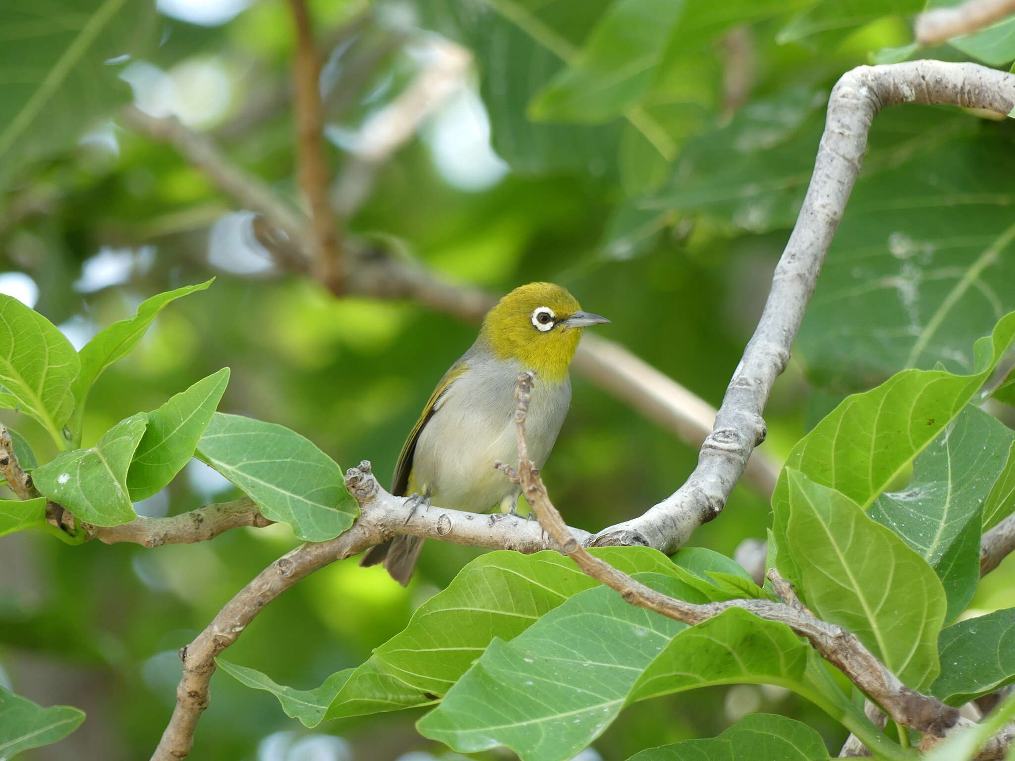 Zosterops lateralis chlorocephalus Campbell, AJ, White & SA 1910 resmi