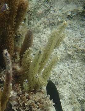 Image of corky sea finger