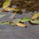 Image of Potamogeton octandrus Poir.