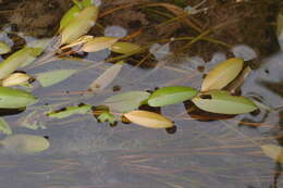 Image of Potamogeton octandrus Poir.